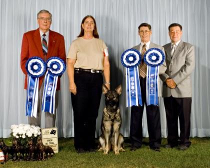 Feeby vom Mika-Ashmead receiving 4 High in Trials at Canadian National