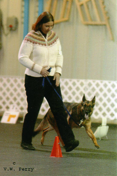 Kath Cook and Gidget vom Mika-Ashmead doing AKC Rally